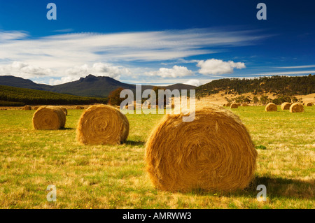 Hay Bales in Field Banque D'Images