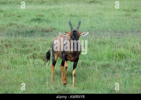 Le Masai Mara au Kenya Topi Damaliscus korrigum vue avant Banque D'Images