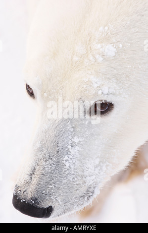 Portrait de l'ours polaire Banque D'Images