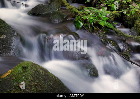 Ruisseau, rivière Queets, rainforest, Olympic National Park, la péninsule Olympique, Washington, USA, Amérique du Nord. Banque D'Images