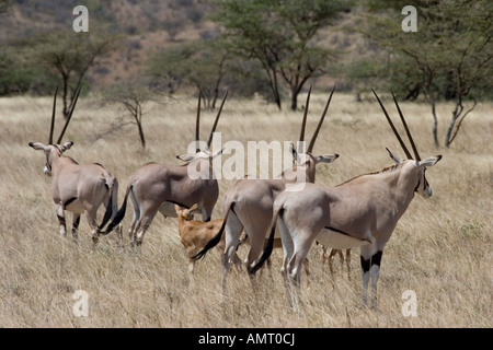 Réserve nationale de samburu du Kenya Kenya Oryx oryx de beisa jeunes veaux peuvent être considérés parmi les taureaux adultes Février 2007 Banque D'Images