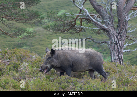 Le sanglier Sus scrofa femelle adulte ou d'un énoncé des travaux de réintroduction à Alladale estate Sutherland Ecosse Juillet 2007 Banque D'Images