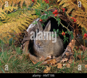 Lapin Oryctolagus cuniculus en automne Banque D'Images