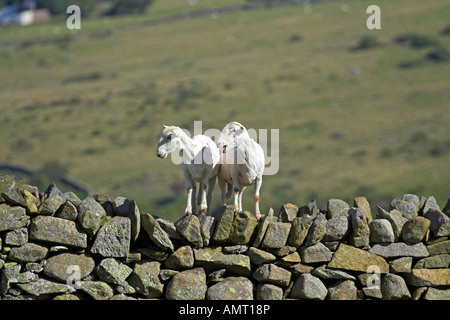 Moutons sur un mur Banque D'Images