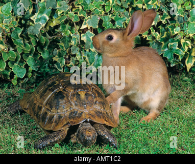 Tortue et Pet Belgium Hare Banque D'Images