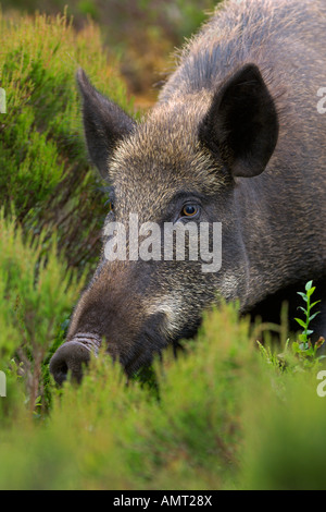 Le sanglier Sus scrofa femelle adulte ou d'un énoncé des travaux de réintroduction à Alladale estate Sutherland Ecosse Juillet 2007 Banque D'Images