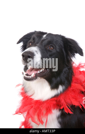 Border Collie dog wearing red feather boa isolé sur fond blanc Banque D'Images