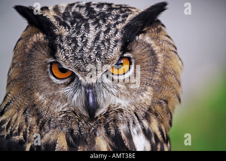 Hibou grand-duc Banque D'Images