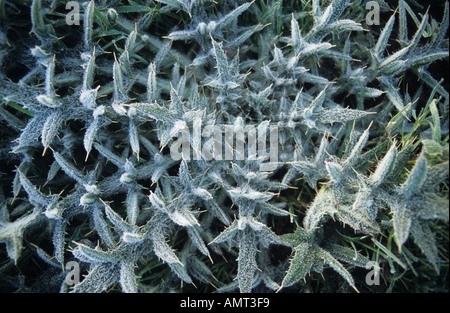 Thistle couvert de givre Banque D'Images