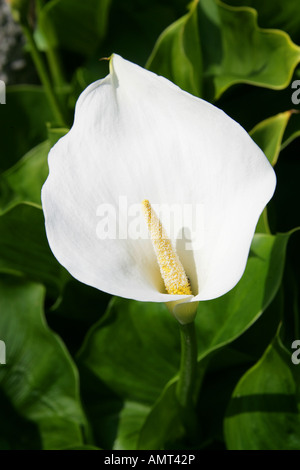 Lily of the Nile ou Zantedeschia aethiopica, Zantedeschia, Araceae. Banque D'Images