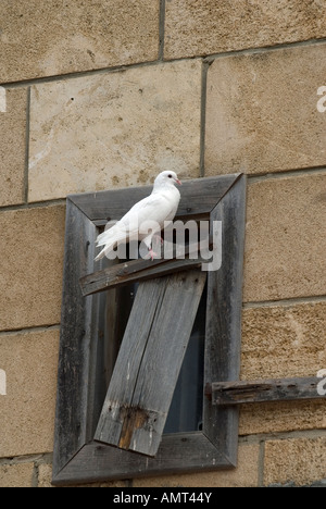 Pigeon colombe blanche debout sur un châssis de fenêtre en bois cassée Byblos Liban Moyen-Orient Asie Banque D'Images