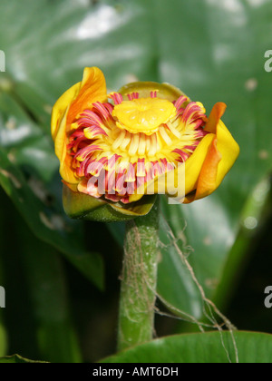 Nénuphar Nymphaea tetragona arctique Nymphaeaceae Banque D'Images