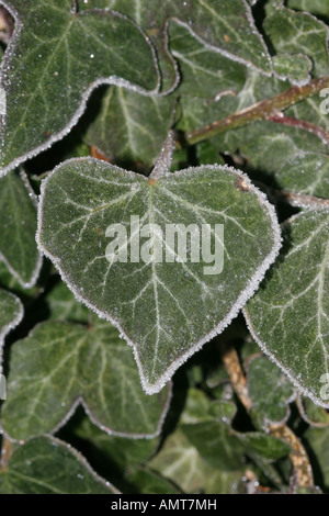 Enduit de gel de feuilles de lierre Hedera helix Banque D'Images