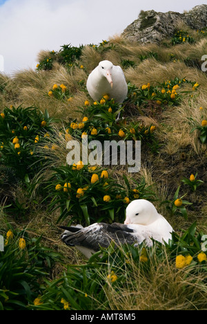 Le sud de l'albatros royal îles Campbell Nouvelle-zélande Banque D'Images