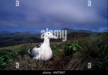 Le sud de l'albatros royal îles Campbell Nouvelle-zélande Banque D'Images