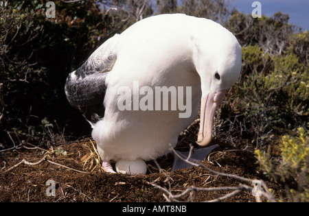 Le sud de l'albatros royal îles Campbell Nouvelle-zélande Banque D'Images