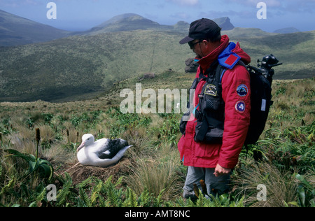 A côté d'un observateur du sud de nidification de l'albatros royal îles Campbell Nouvelle-zélande Banque D'Images