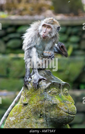 Mangy macaques à longue queue Macaca fascicularis sur Hindu statue de pierre Monkey Forest Ubud Bali Indonésie Banque D'Images