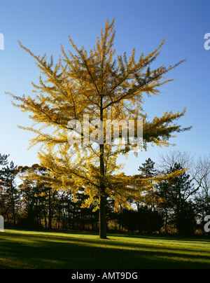 La fin de journée le rétroéclairage feuilles sur une arbre Ginkgo à Pearl S Buck Accueil À Hilltown Pa Lieu historique national, Banque D'Images