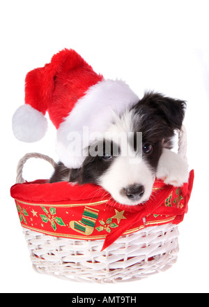 Chiot Border Collie Noël isolé sur fond blanc Banque D'Images