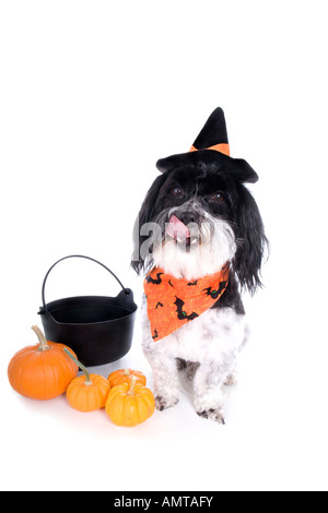 Halloween Cute chien Bichon Havanais avec chapeau de sorcière citrouilles et pot isolé sur fond blanc Banque D'Images