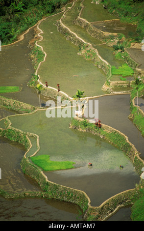 Philippines Vue aérienne de terrasse de riz Ifugao Hungduan Banque D'Images