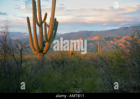 Un paysage désertique typique pris sur le côté est de Tucson face au nord vers le Catalina Mountains Banque D'Images