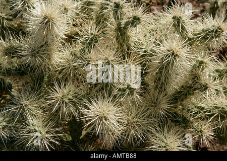 Close up of a Teddy Bear Cholla cactus dans le sud de l'Arizona Banque D'Images