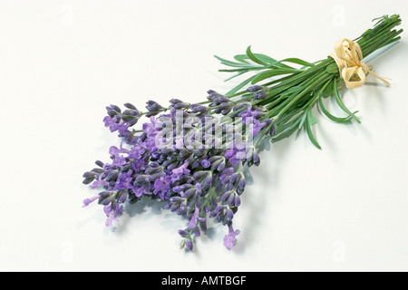 Lavande Anglaise (Lavandula angustifolia Lavandula vera, Lavandula officinalis), tiges à fleurs Banque D'Images