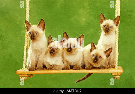 Chat domestique (Felis silvestris, Felis catus), race : Siamois, cinq chaton sur une balançoire Banque D'Images