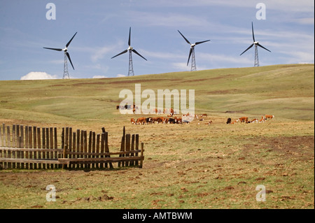 L'énergie éolienne, le Canada, l'Alberta, des moulins à vent et les vaches dans le sud de l'Alberta, printemps 2004 Banque D'Images