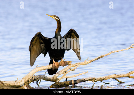 Un homme vert (Anhinga novaehollandiae) perché sur les branches à côté de Pâtre Lake. Perth, Australie occidentale Banque D'Images