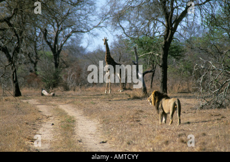 Une girafe regarde un homme seul approches lion Banque D'Images