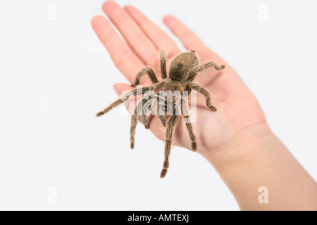 Big brown tarantula spider dans la paume de la main isolé sur fond blanc Banque D'Images