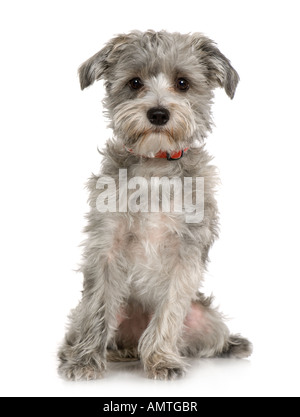 Chien Bichon Havanais de l'emplacement en face d'un fond blanc Banque D'Images