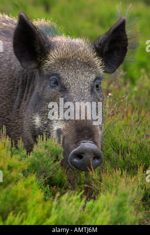 Le sanglier Sus scrofa femelle adulte ou d'un énoncé des travaux de réintroduction à Alladale estate Sutherland Ecosse Juillet 2007 Banque D'Images