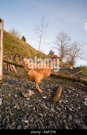 Free Range brown hen se pavaner autour de la cour d'une maison dans les régions rurales du pays de galles sur un après-midi de décembre Banque D'Images