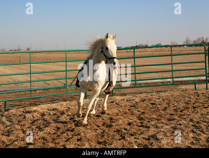 White Horse running in round pen avec selle sur Banque D'Images