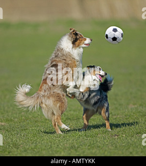 Deux chiens de berger australien - lecture Banque D'Images
