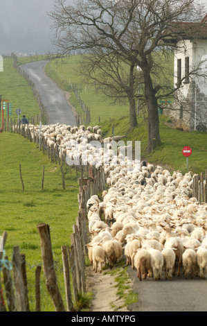 Troupeau de moutons, agneau,, Pais Vasco, Espagne, paysage, bergers, campagne, vert, champ, rural, Shepherd, stick, agriculture, bétail, Banque D'Images