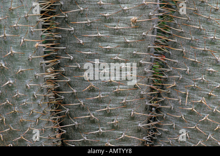 Pachypodium lamerei Madagascar palm (var. lamerei) Banque D'Images