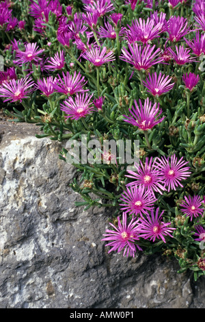 Hardy usine à glace (Delosperma cooperi) Banque D'Images