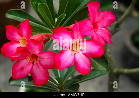 Adenium obesum rose du désert Banque D'Images