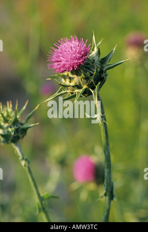 Le Chardon béni (silybium marianum) Banque D'Images