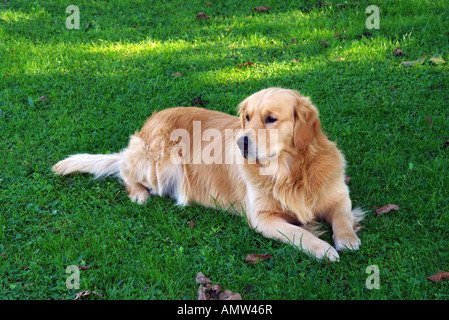 Golden retriever couché dans l'herbe. Banque D'Images