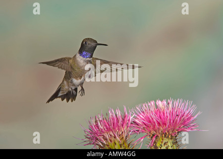 Colibri à gorge noire (Archilochus alexandri Forêt nationale de Gila, Nouveau Mexique Banque D'Images