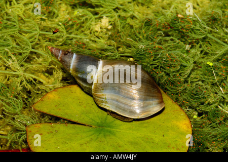 Grand Marais, Pondsnail Lymnaea (Lymnaea stagnalis) sur feuille de nénuphar. Allemagne Banque D'Images