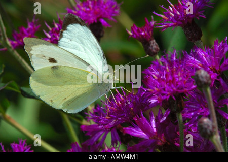 Papillon du chou, Grand Blanc, Pieris brassicae Banque D'Images