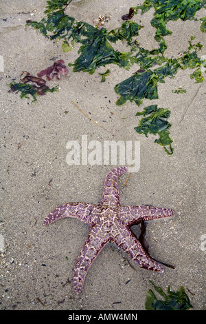 Étoiles de mer et les algues sur la plage de sable à marée basse à Railto Beach Washington Banque D'Images