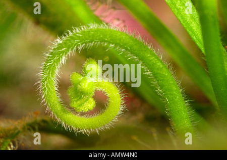 Fleur Cape sundew Drosera capensis Banque D'Images